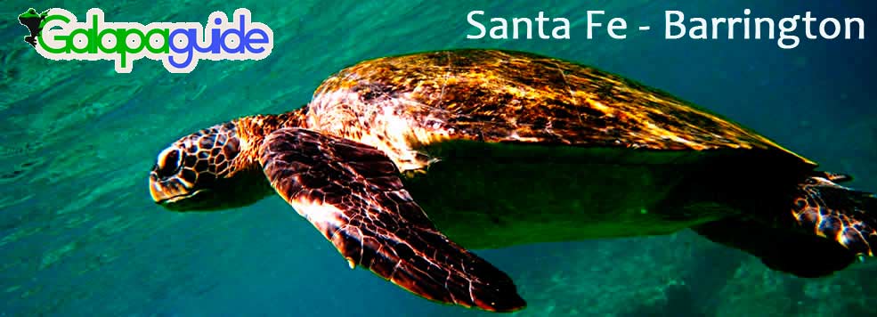 Santa Fe - Galapagos Islands