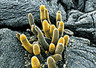 Lava Cactus