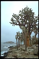 Galapagos islands travel information.