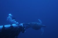 Scuba diving Galapagos islands