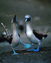 Galapagos islands travel information.