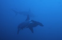 Galapagos diving courses