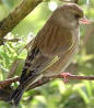 Animals - Fauna of the Galapagos islands. Galapagos animals