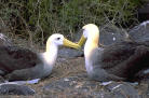 Animals - Fauna of the Galapagos islands. Galapagos animals